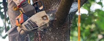 Best Arborist Consultation Services  in Gainesville, TX